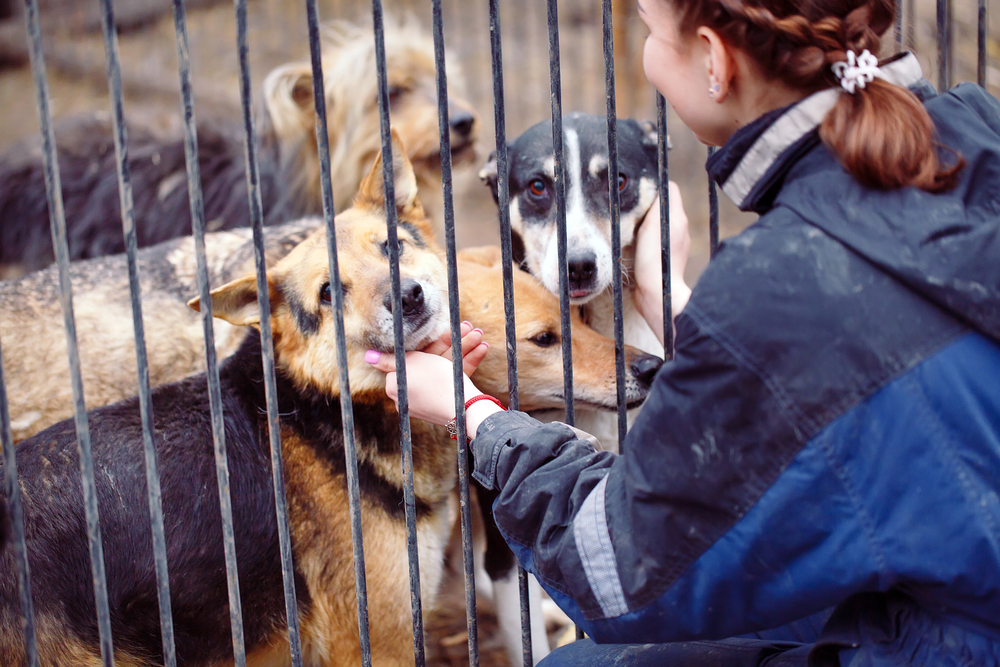 Ein Tiermarkt eignet sich nicht für die Hundeanschaffung